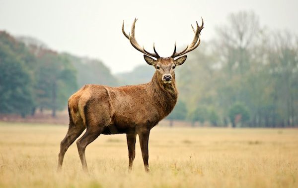 Header image for the MapSavvy article “MapSavvy Helps Wildlife Researchers Protect Endangered Species”