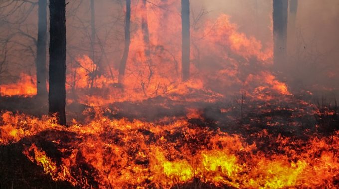 Header image for the MapSavvy article “MapSavvy = Affordable, Easy-to-use Wildland Fire Mapping Software”
